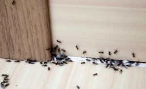 ants at home