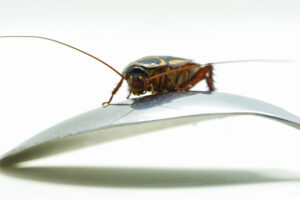 roaches in kitchen